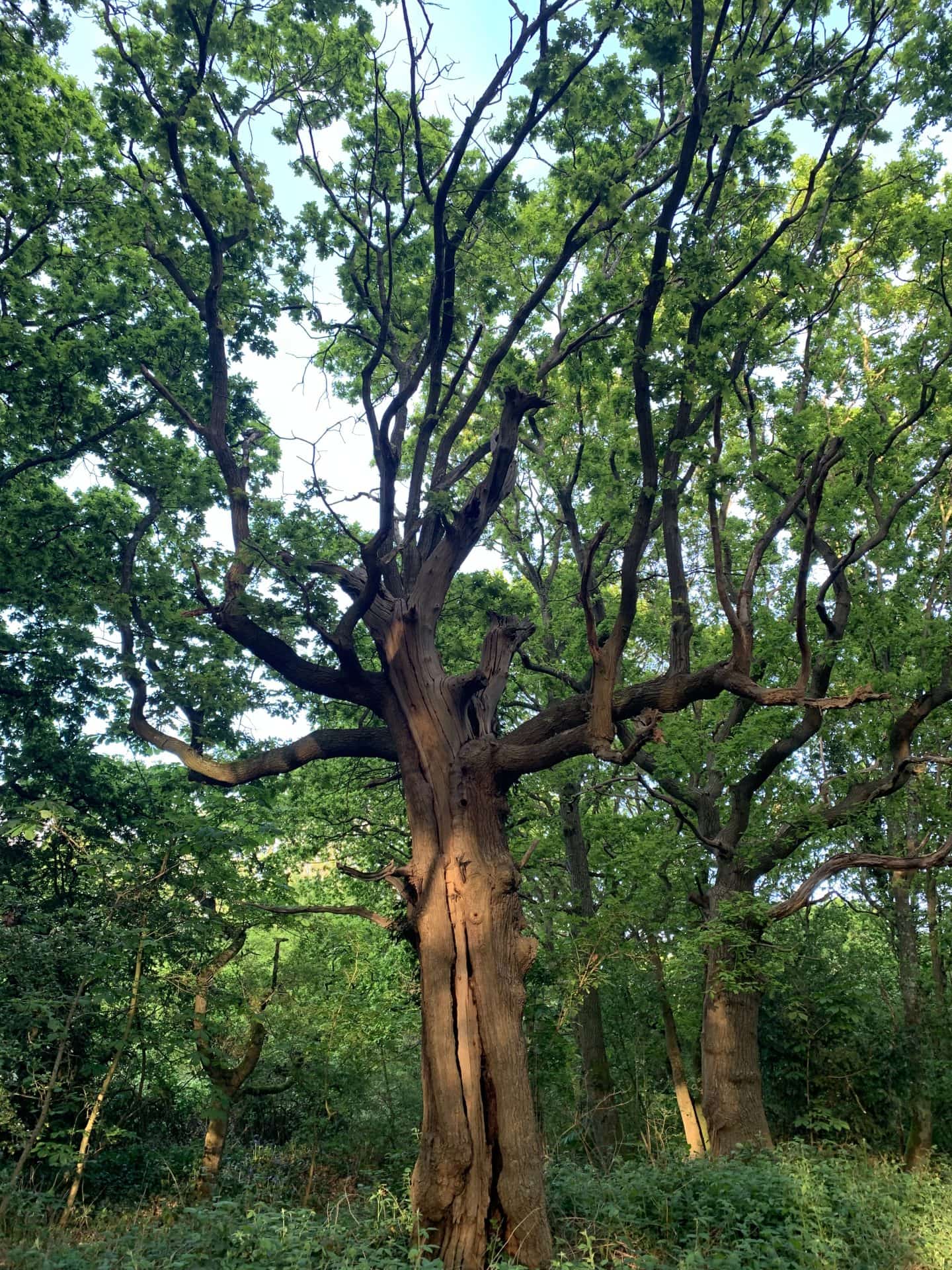 Wild Structures: Writing the Welsh Harp