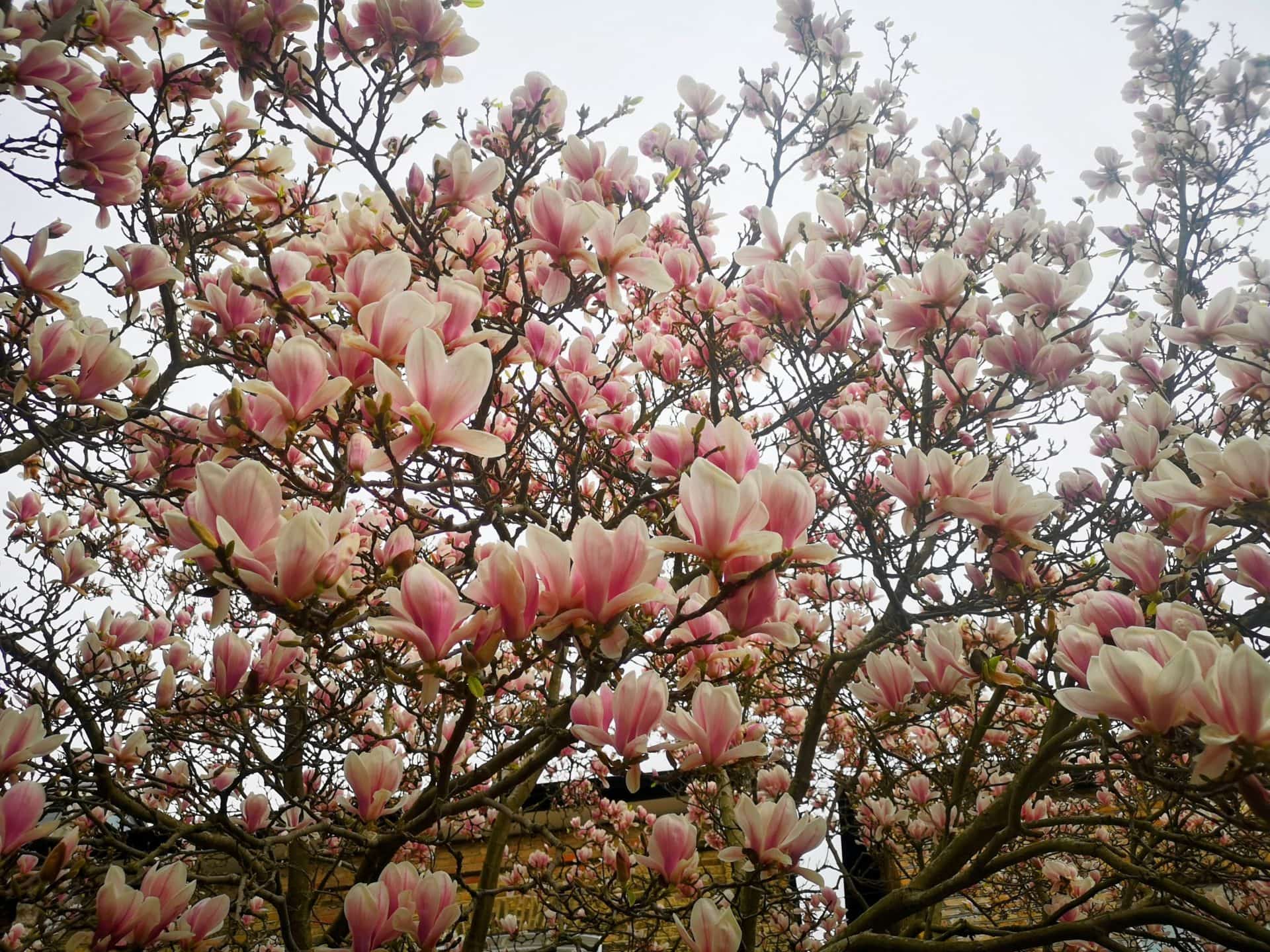 Migration Stories: Tropical Plants in London